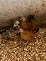 Serama, Dieren en Toebehoren, Pluimvee, Mannelijk, Kip