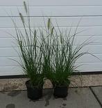 siergrassen diverse soorten o.a. lampenpoetsersgras, carex, Tuin en Terras, Planten | Tuinplanten, Ophalen, Siergrassen, Volle zon