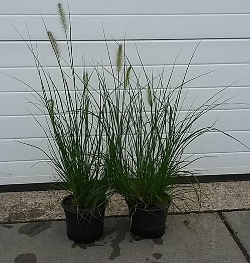 siergrassen diverse soorten o.a. lampenpoetsersgras, carex, Tuin en Terras, Planten | Tuinplanten, Siergrassen, Volle zon, Ophalen