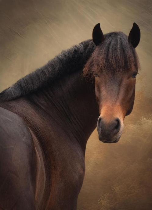Bijrijder gezocht voor super lieve pony!!, Dieren en Toebehoren, Paarden en Pony's | Overige Paardenspullen, Ophalen of Verzenden