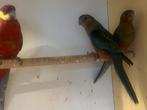 Jonge stanley rosellas, Dieren en Toebehoren, Vogels | Parkieten en Papegaaien, Geslacht onbekend, Parkiet, Geringd