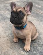 Franse bulldog pups, 8 tot 15 weken, Bulldog, Meerdere, Meerdere dieren
