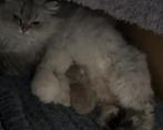 Zeldzame britse Lynxpoint kittens – geboren 9 februari 🤍, Dieren en Toebehoren, Meerdere dieren, 0 tot 2 jaar