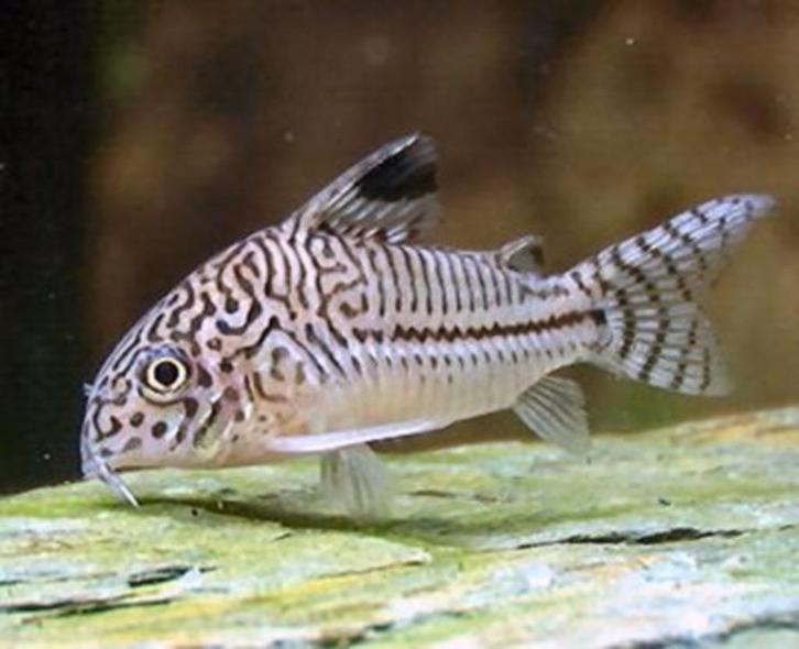 Corydoras Julii - dwergmeerval voor het tropisch aquarium, Dieren en Toebehoren, Vissen | Aquariumvissen, Zoetwatervis, Vis