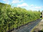 TE KOOP LEYLANDI HAAGCONIFEREN, Tuin en Terras, Planten | Struiken en Hagen, Ophalen, Overige soorten