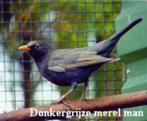 Merel  merels mutaties, Dieren en Toebehoren, Meerdere dieren, Wildzangvogel, Geringd