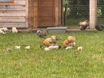 Cochin krielen hennen en hanen, Dieren en Toebehoren, Meerdere dieren, Kip