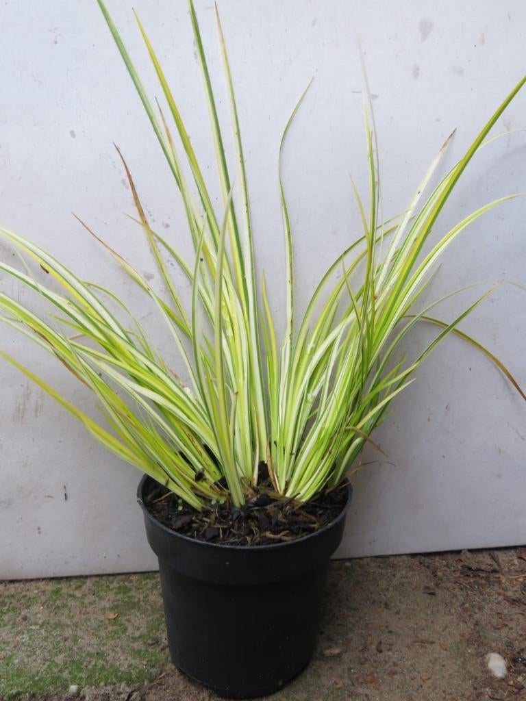 Dwergkalmoes, siergras Acorus. P9 planten, Vaste plant, Siergrassen, Ophalen of Verzenden, Bloeit niet