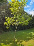 Walnotenboom 3 meter hoog, Tuin en Terras, Planten | Bomen, Ophalen