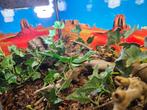 Gastropholis prasina Groene kielbuik hagedis, Dieren en Toebehoren, Hagedis, 0 tot 2 jaar