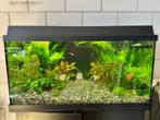 Leuke vissen gezocht of aqarium, Dieren en Toebehoren, Ophalen of Verzenden, Zo goed als nieuw, Gevuld zoetwateraquarium