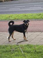 Hope is in Vianen, Dieren en Toebehoren, Honden | Niet-rashonden, Rabiës (hondsdolheid), Handelaar, 1 tot 2 jaar, Buitenland