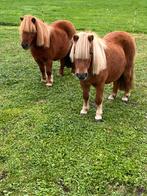 Shetlandpony’s (merrie,s), Dieren en Toebehoren, Pony's, Merrie, A pony (tot 1.17m), 3 tot 6 jaar, Onbeleerd