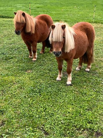 Shetlandpony’s (merrie,s) beschikbaar voor biedingen