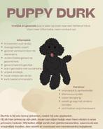 Puppy Durk, Dieren en Toebehoren, Honden | Chihuahua's en Gezelschapshonden, Poedel, Rabiës (hondsdolheid), 15 weken tot 1 jaar