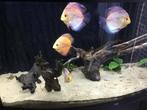 Discus vissen, Vis
