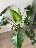 Plant Strelitzia Nicolai, Tuin en Terras, Vaste plant, Bloeit niet, Halfschaduw, Ophalen