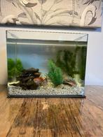 Aquarium / vissenkom met goudvissen en goudwindes, Dieren en Toebehoren, Ophalen, Zo goed als nieuw, Gevuld zoetwateraquarium