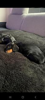 Dwergteckel pup, Dieren en Toebehoren, Honden | Teckels en Dashonden, Reu, 8 tot 15 weken, Korthaar, Dwerg