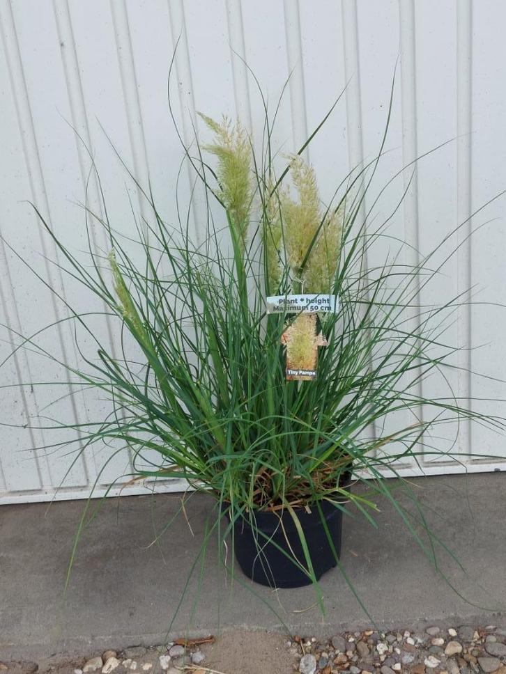 Cortaderia tiny pampa, Tuin en Terras, Planten | Tuinplanten, Vaste plant, Siergrassen, Volle zon, Zomer, Ophalen