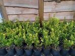 Ilex maximowicziana kanehire. Mooie Japanse hulst plantgoed., Tuin en Terras, Planten | Struiken en Hagen, Ophalen of Verzenden