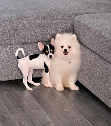  Chihuahua hond pups beschikbaar voor biedingen