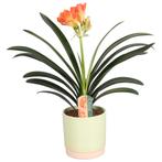 Grote Clivia, Huis en Inrichting, Kamerplanten, Ophalen of Verzenden, Minder dan 100 cm