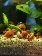 Rode Posthoorn(ramshoorn) slakken, Dieren en Toebehoren, Slak of Weekdier