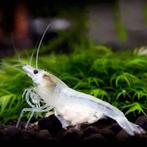 🦐 Witte garnalen (Neocaridina), Dieren en Toebehoren, Vissen | Aquariumvissen, Kreeft, Krab of Garnaal