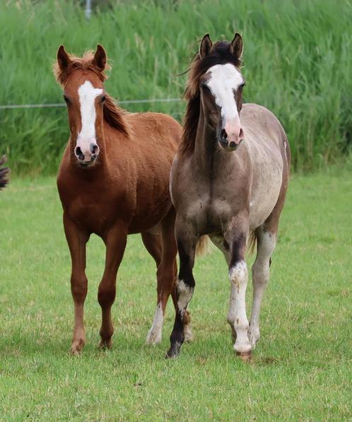 2 prachtige criollo ruinen nu gunstig geprijsd, Dieren en Toebehoren, Paarden, Ruin, Onbeleerd, Minder dan 160 cm, 0 tot 2 jaar