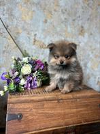 Prachtige pomeriaan x dwergkees puppys ️🩷💙, Overige rassen, CDV (hondenziekte), 8 tot 15 weken, Geslacht onbekend