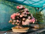 Satsuki azalea hanazono bonsai, Ophalen, Overige soorten, Halfschaduw