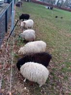 Kudde Ouessant schapen, Dieren en Toebehoren, Schapen, Geiten en Varkens, Meerdere dieren, Schaap, 0 tot 2 jaar