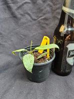 Zeldzame hoya lacunosa 'Moonshine ' nr 1, Huis en Inrichting, Kamerplanten, Overige soorten, In pot, Minder dan 100 cm, Bloeiende kamerplant