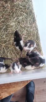 rattjes, Dieren en Toebehoren, Knaagdieren, Meerdere dieren, Rat, Na 1 juli 2024
