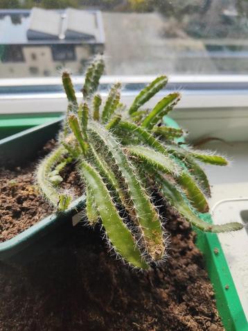 Pithaya dragon fruit plantjes beschikbaar voor biedingen