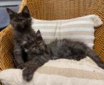 XXL Maine Coon kittens beschikbaar €1450; met stamboom, Dieren en Toebehoren, Katten en Kittens | Raskatten | Langhaar, Poes, Met stamboom