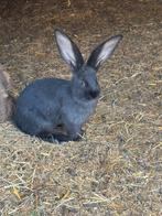 Duitse reuzen, Dieren en Toebehoren, Konijnen, Meerdere dieren, Groot, 0 tot 2 jaar