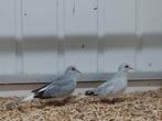 2 Diamantduifjes van 2025, Dieren en Toebehoren, Vogels | Overige Vogels, Meerdere dieren, Geringd