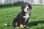 Berner Sennen pups sociaal opgevoed, Dieren en Toebehoren, Rabiës (hondsdolheid), 15 weken tot 1 jaar, Sennenhond, Buitenland