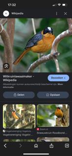 Man sneeuwkruintapuit, Dieren en Toebehoren, Vogels | Overige Vogels, Mannelijk, Geringd