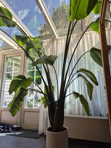 Paradijsvogel plant XXL