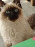 Siberische kitten Beschikbaar, Dieren en Toebehoren, Katten en Kittens | Raskatten | Langhaar, Poes, Gechipt, 0 tot 2 jaar