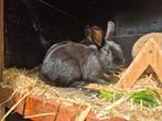 Leuk jong gecastreerd rammetje, Dieren en Toebehoren, Konijnen, Mannelijk, Klein, 0 tot 2 jaar