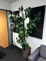Ficus Elastica 200cm met Pot, Ophalen, Ficus, Halfschaduw, In pot
