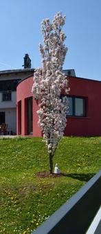 Roze japanse sierkers zuilvorm Prunus Amanogawa, Tuin en Terras, Lente, 100 tot 250 cm, Zuilboom, Ophalen