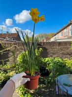 Rockgarden Narcissus - 3 bulbs - in pot, Tuin en Terras, Planten | Bomen, Ophalen of Verzenden