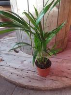 Kamerplant Dypsis lutescens, Ophalen, Halfschaduw, Minder dan 100 cm