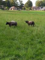 Schapen, Dieren en Toebehoren, Schapen, Geiten en Varkens, Vrouwelijk, Schaap, 0 tot 2 jaar