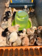Kuikens, Dieren en Toebehoren, Meerdere dieren, Kip